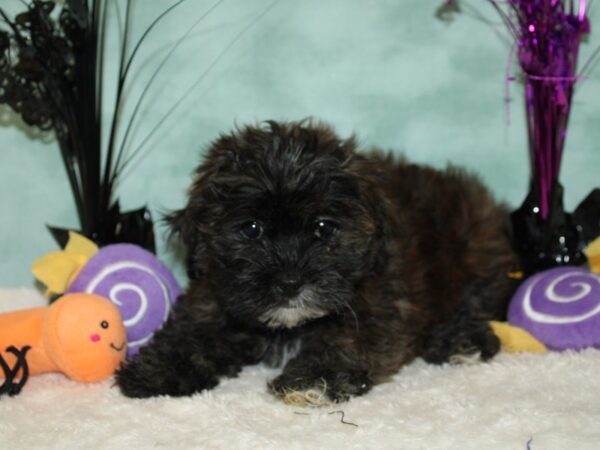 Lhasa Poo DOG Female Grizzle 9546 Petland Dalton, Georgia