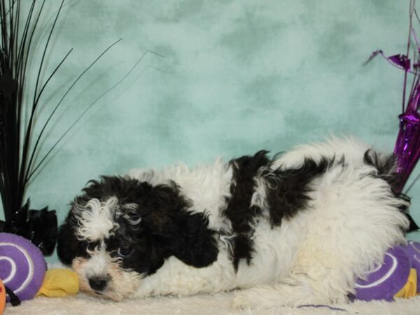 Teddy Bear Dog Female Brindle and White 20567 Petland Dalton, Georgia