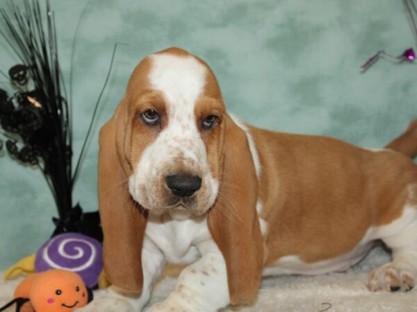 Basset Hound Dog Male Red and White 9545 Petland Dalton, Georgia