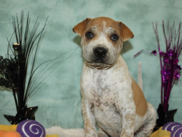 Miniature Walrus Dog Male White and Fawn 20576 Petland Dalton, Georgia