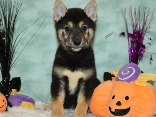 Shiba Inu Dog Male Black White / Tan 20579 Petland Dalton, Georgia