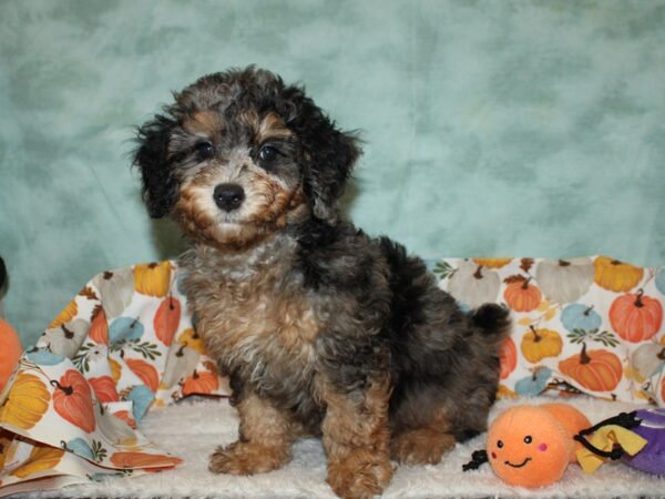 Miniature Poodle-Dog-Male-Blue Merle / Tan-20582-Petland Dalton, Georgia