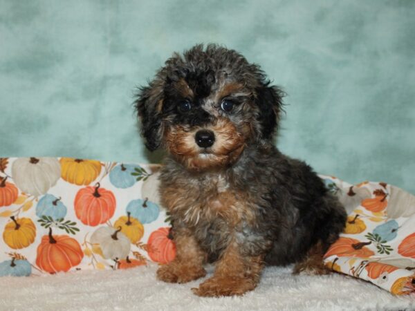 Poodle Mini DOG Male Blue Merle / Tan 20583 Petland Dalton, Georgia