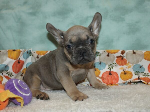 French Bulldog Dog Male Blue Fawn 20590 Petland Dalton, Georgia