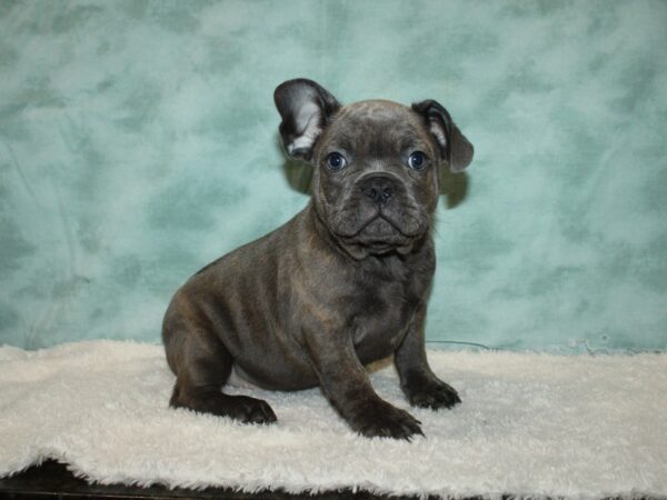 French Bulldog DOG Male Blue Brindle 20591 Petland Dalton, Georgia