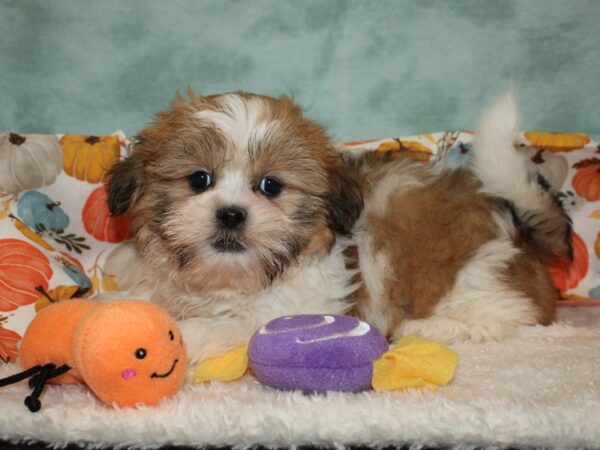 Shih Tzu DOG Female 20570 Petland Dalton, Georgia