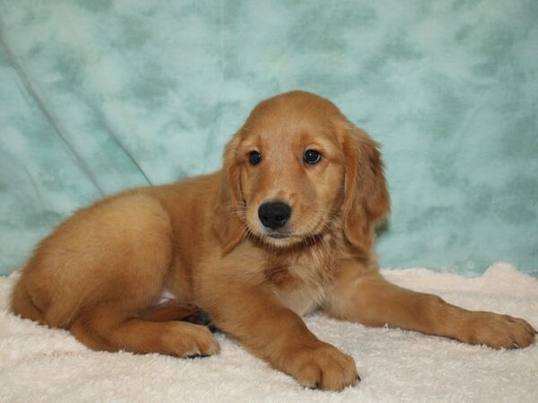 Golden Retriever DOG Male Gold 20586 Petland Dalton, Georgia