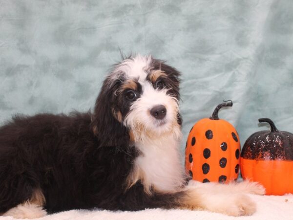 Bernadoodle-Dog-Female-Tri-Colored-9509-Petland Dalton, Georgia