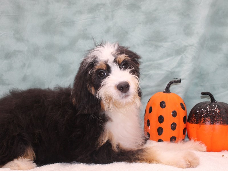 Bernadoodle-Female-Tri-Colored-3779400-Petland Dalton