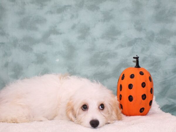 Cavachon DOG Male Blenheim 9483 Petland Dalton, Georgia