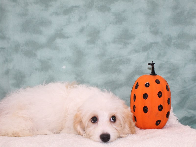 Cavachon-Male-Blenheim-3768142-Petland Dalton