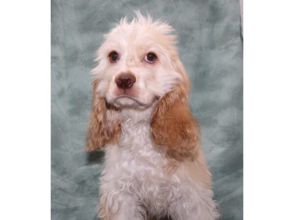 Cocker Spaniel-DOG-Female-Buff / White-9493-Petland Dalton, Georgia