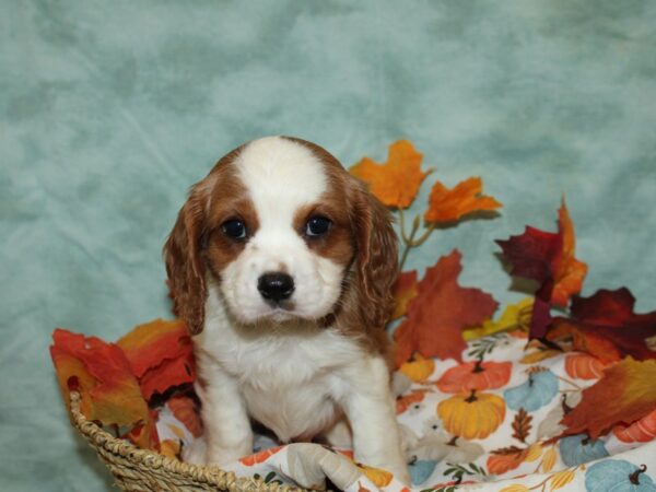 Cavalier King Charles Spaniel Dog Male Blenheim 20600 Petland Dalton, Georgia