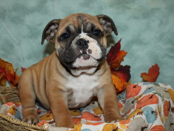 English Bulldog Dog Female Red and White 20595 Petland Dalton, Georgia