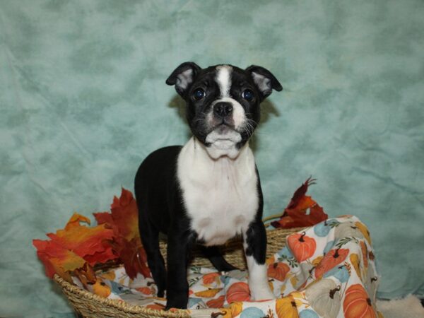 Boston Terrier Dog Female Black and White 20594 Petland Dalton, Georgia