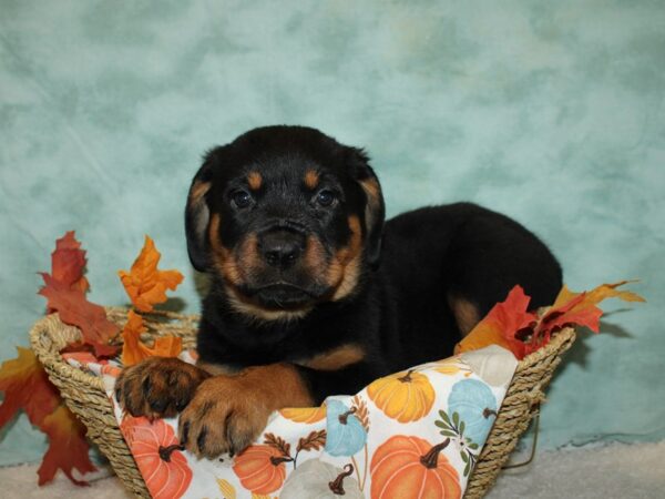 Rottweiler Dog Male Black / Tan 20601 Petland Dalton, Georgia