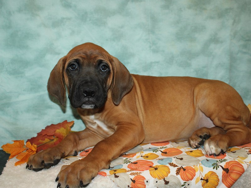 Cane Corso-Male-Red-3850455-Petland Dalton