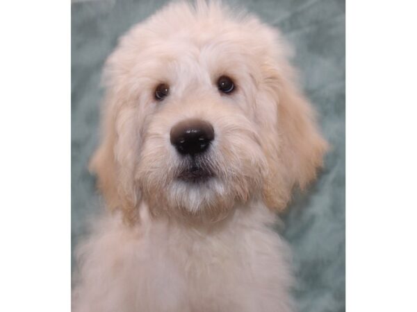 Goldendoodle Dog Male Gold 9538 Petland Dalton, Georgia