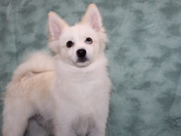 Pomsky DOG Male Tan 9482 Petland Dalton, Georgia