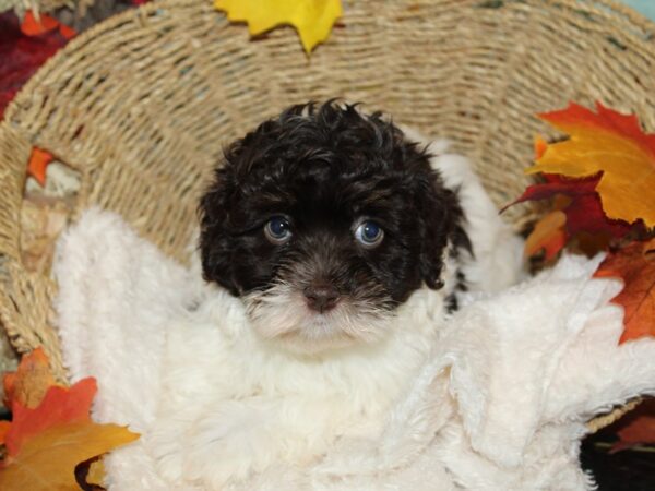 Havanese-Dog-Male-Chocolate / White-20640-Petland Dalton, Georgia