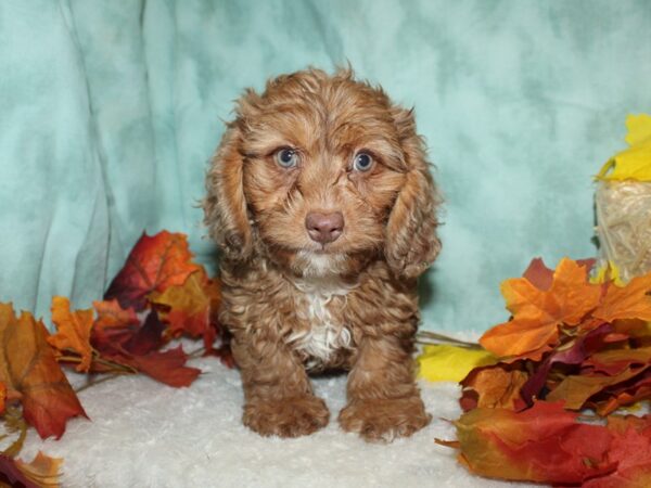 Doxiepoo-Dog-Male--9512-Petland Dalton, Georgia