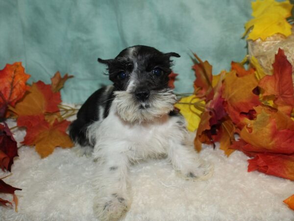 Miniature Schnauzer Dog Female Blk&Wh 20518 Petland Dalton, Georgia