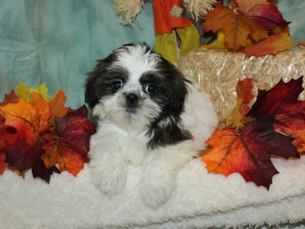 Shih Tzu Dog Female Brown / White 9524 Petland Dalton, Georgia