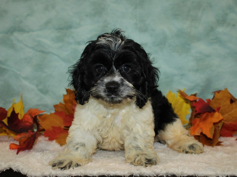 Cockapoo-Male--3807819-Petland Dalton