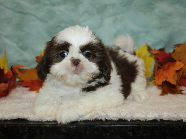 Shih Tzu DOG Female Brown and White 9536 Petland Dalton, Georgia