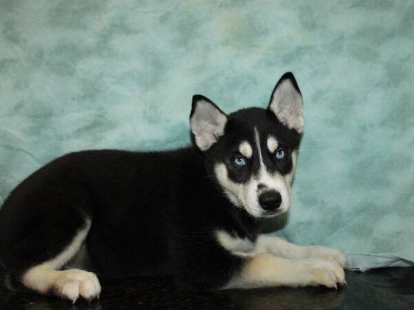 Siberian Husky DOG Female 20532 Petland Dalton, Georgia