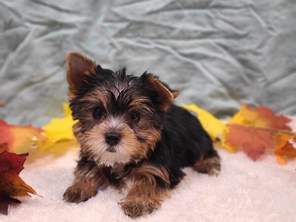 Yorkshire Terrier DOG Male Blk & tan 9533 Petland Dalton, Georgia