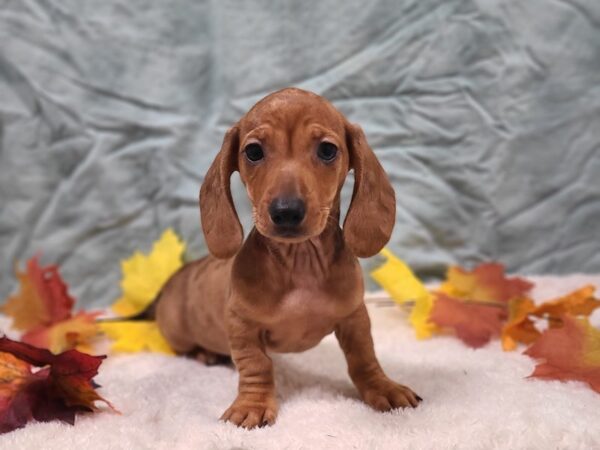 Dachshund DOG Female Chocolate Dapple 20548 Petland Dalton, Georgia