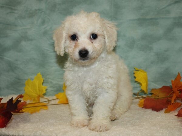 Bichon Frise Dog Male White 20553 Petland Dalton, Georgia