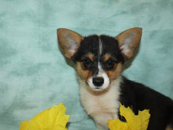 Pembroke Welsh Corgi Dog Female Black Tan / White 20554 Petland Dalton, Georgia