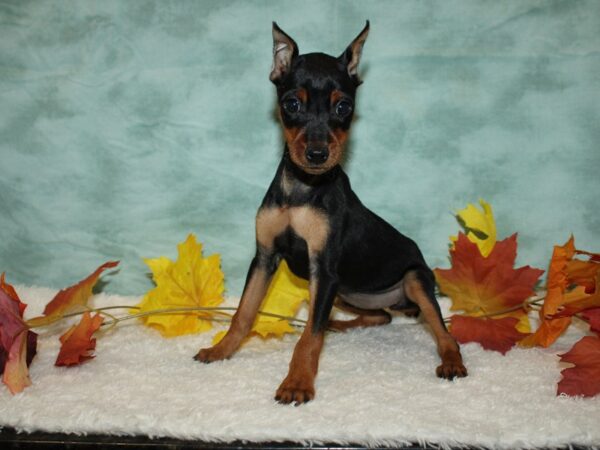 Miniature Pinscher DOG Female black & rust 9543 Petland Dalton, Georgia