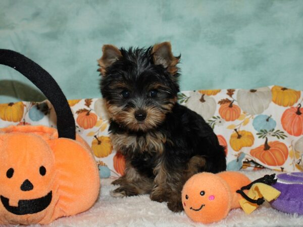 Yorkshire Terrier Dog Female Blk & tan 20589 Petland Dalton, Georgia