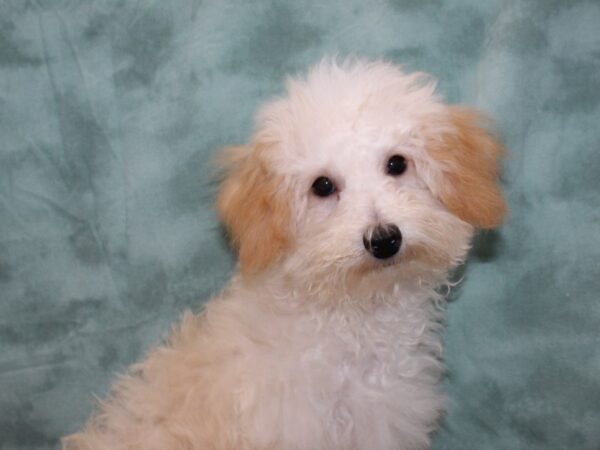 Poodle DOG Male Cream 9487 Petland Dalton, Georgia