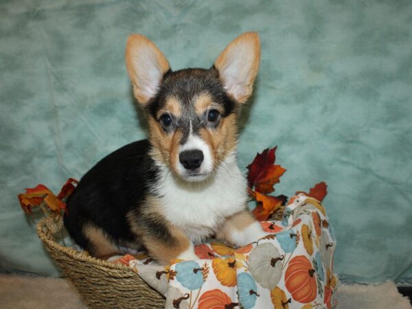 Pembroke Welsh Corgi-DOG-Male-Black and Tan-9551-Petland Dalton, Georgia