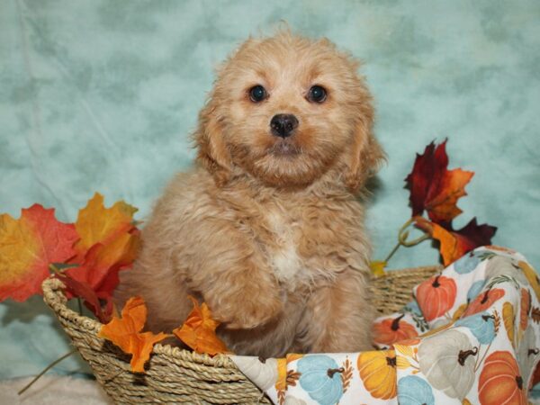 Lhasa Poo-DOG-Male-Golden-20599-Petland Dalton, Georgia