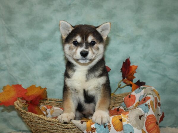 Shiba Inu Dog Female Black White / Tan 9556 Petland Dalton, Georgia