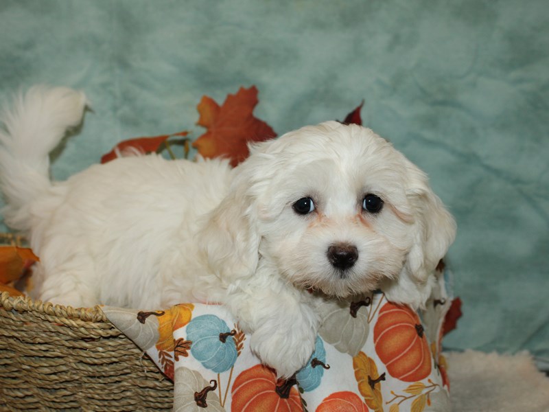 Coton De Tulear-Female--3851002-Petland Dalton
