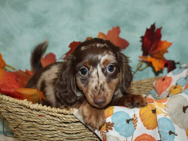 Dachshund DOG Male Chocolate Dapple 20596 Petland Dalton, Georgia