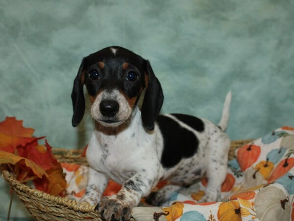 Dachshund Dog Female Black and Tan 9550 Petland Dalton, Georgia