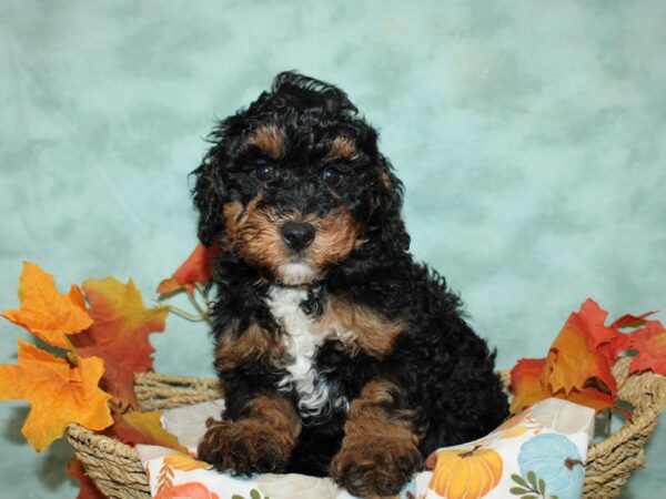 Bernedoodle F1B Dog Female Black White / Tan 20603 Petland Dalton, Georgia