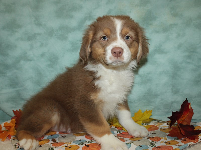 Australian Shepherd-Male-Red-3850177-Petland Dalton