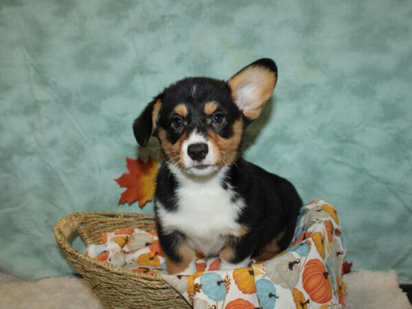 Pembroke Welsh Corgi-DOG-Male-Black and Tan-20597-Petland Dalton, Georgia