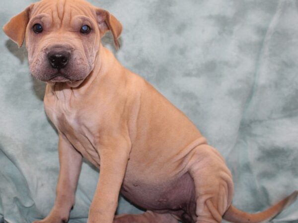 Miniature Walrus DOG Female Fawn 9547 Petland Dalton, Georgia