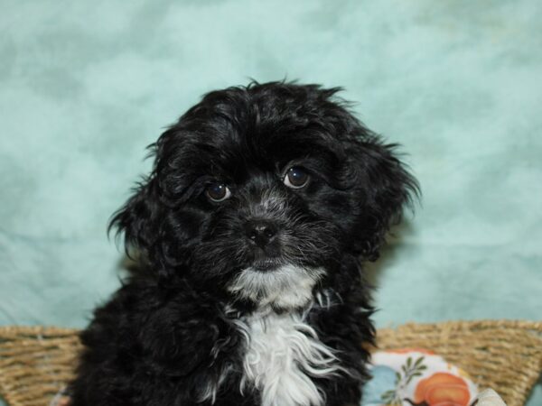 Lhasa Poo Dog Male Black 20612 Petland Dalton, Georgia