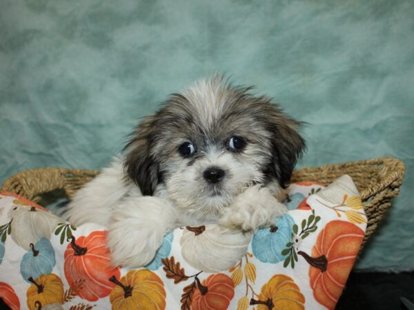 Lhasa Apso DOG Female White and Brindle 9566 Petland Dalton, Georgia