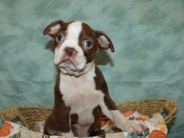 Boston Terrier DOG Male Seal and White 9561 Petland Dalton, Georgia